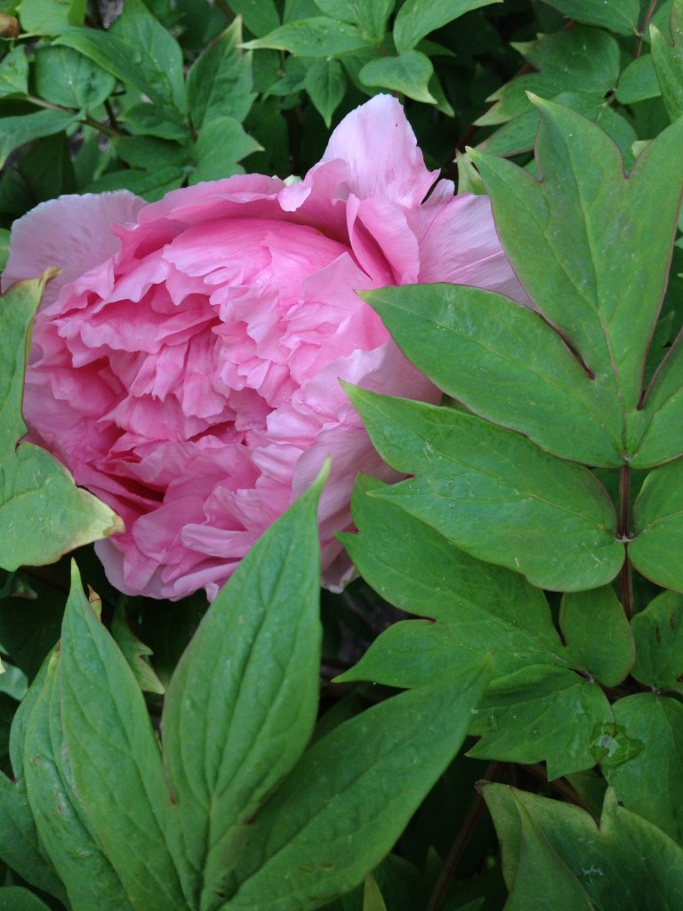 tree peony