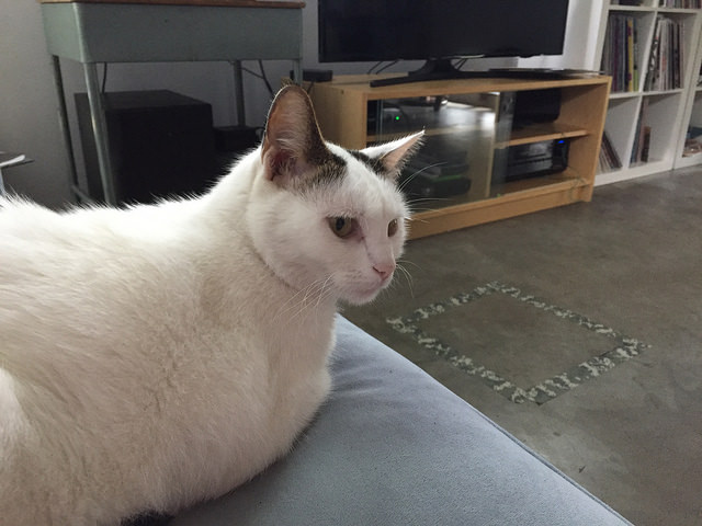 35104537202_bf86e60276_z