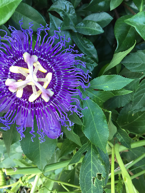 35140862911_37b8c68a4d_z