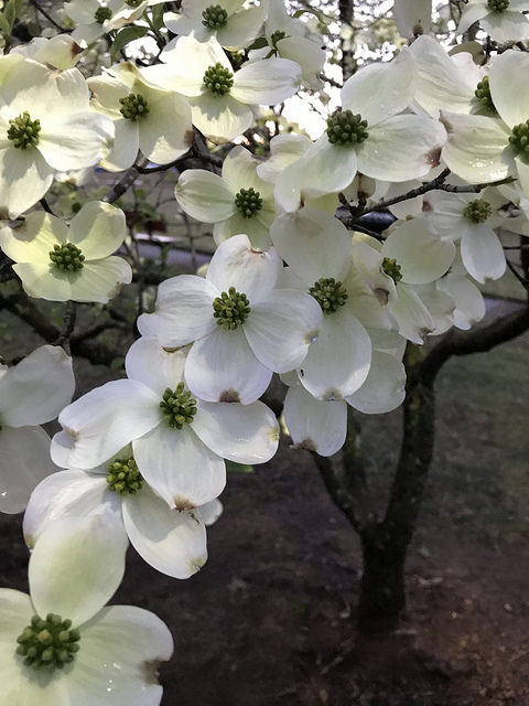 40431233435_f99e054ed8_z